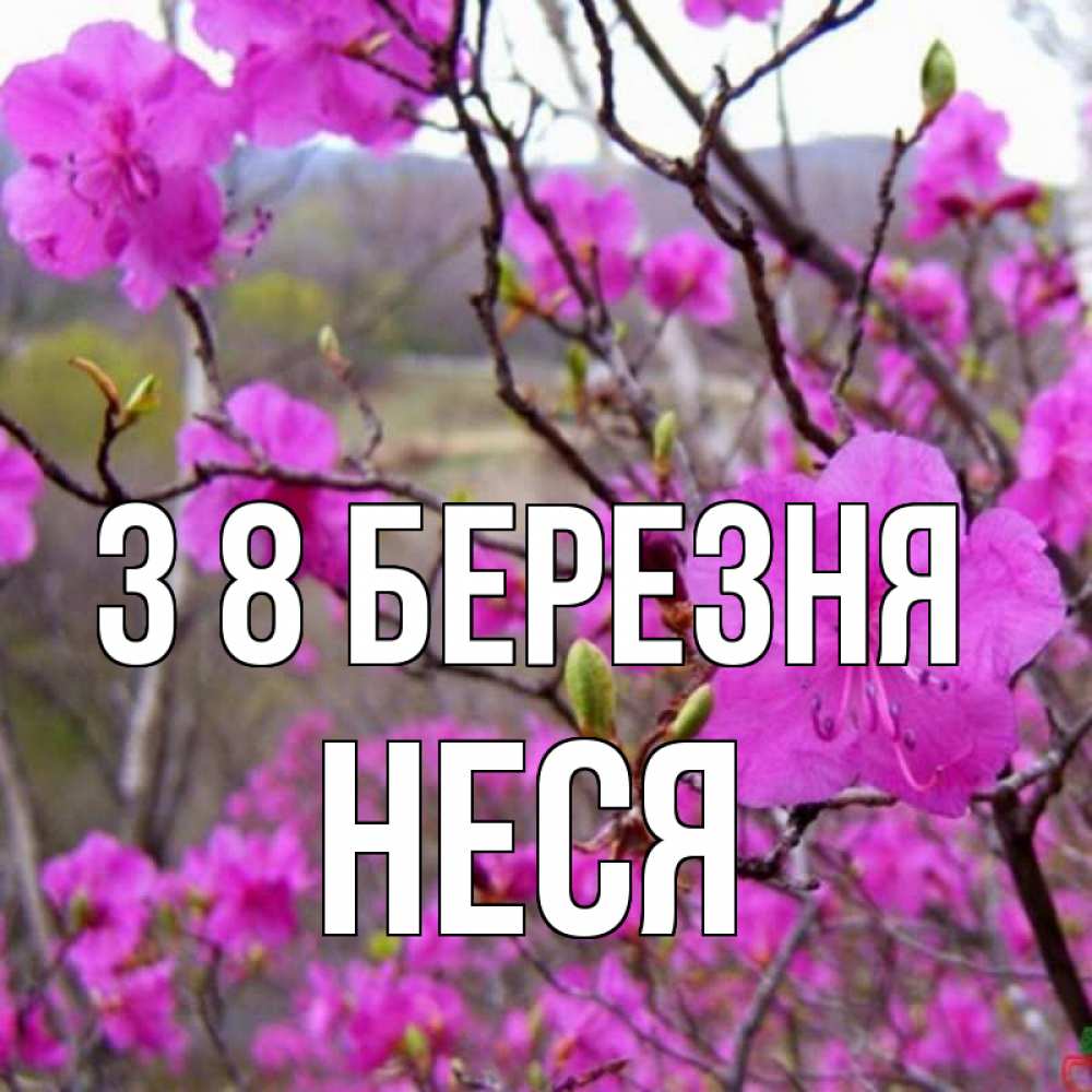 Открытка на каждый день з підписом, Неся З 8 БЕРЕЗНЯ международный женский день Прикольна листівка з побажанням онлайн скачати безкоштовно 