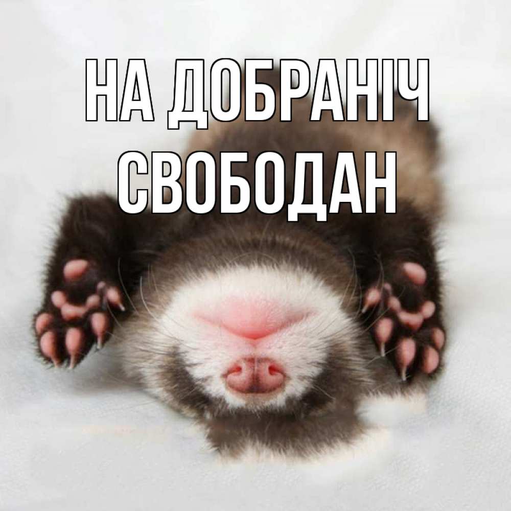 Открытка на каждый день з підписом, Свободан На добраніч зверек Прикольна листівка з побажанням онлайн скачати безкоштовно 