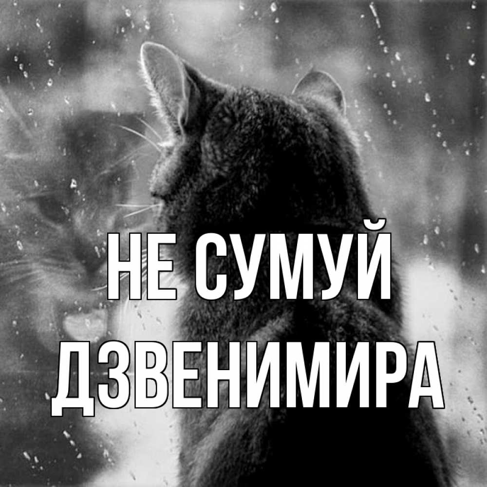 Открытка на каждый день з підписом, Дзвенимира Не сумуй отражение кота 1 Прикольна листівка з побажанням онлайн скачати безкоштовно 