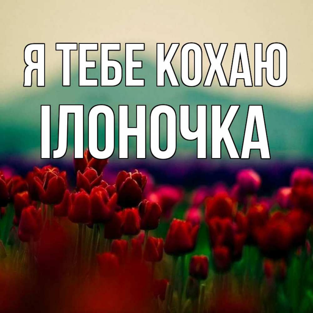 Открытка на каждый день з підписом, Ілоночка Я тебе кохаю тюльпаны 4 Прикольна листівка з побажанням онлайн скачати безкоштовно 