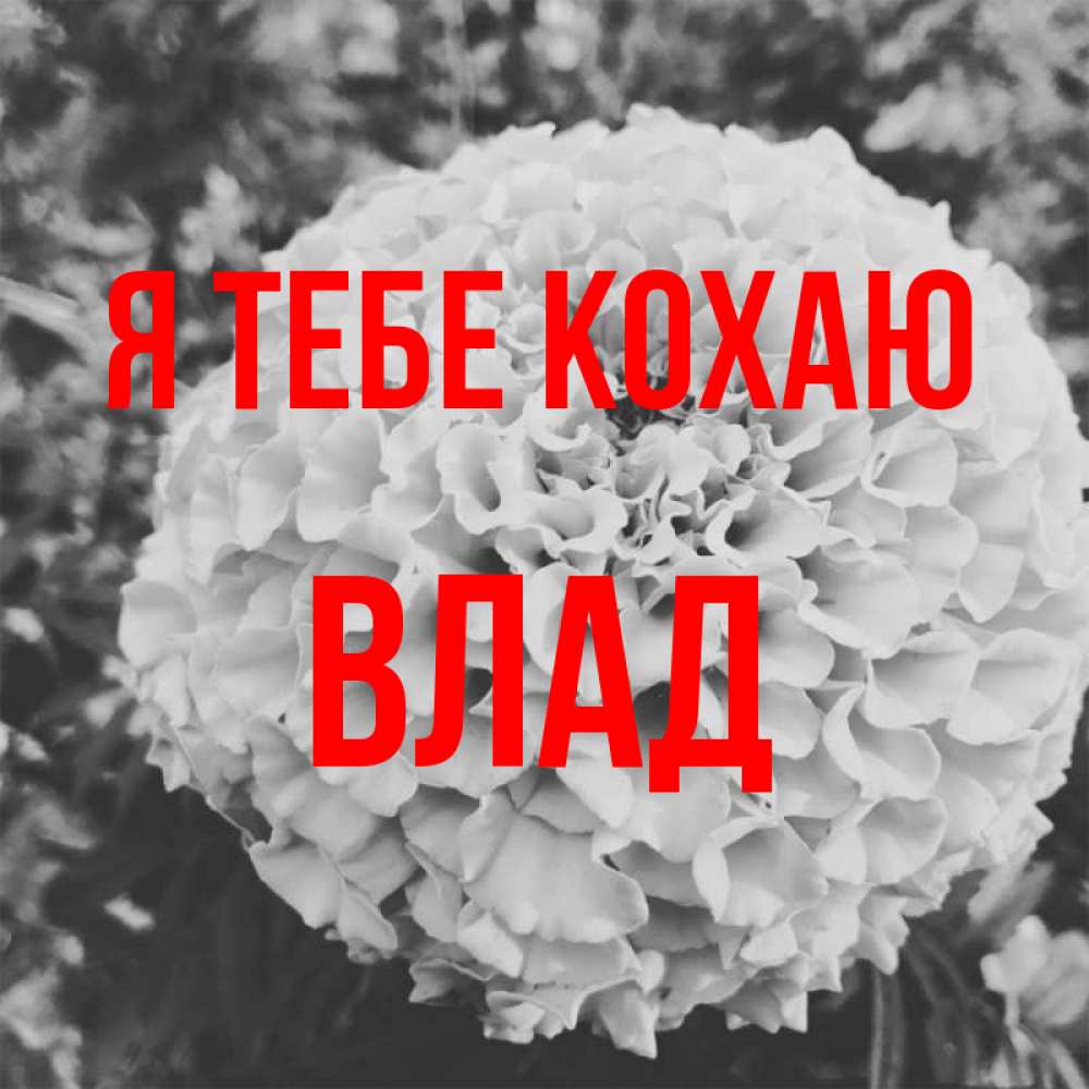 Открытка на каждый день з підписом, Влад Я тебе кохаю подпись Прикольна листівка з побажанням онлайн скачати безкоштовно 
