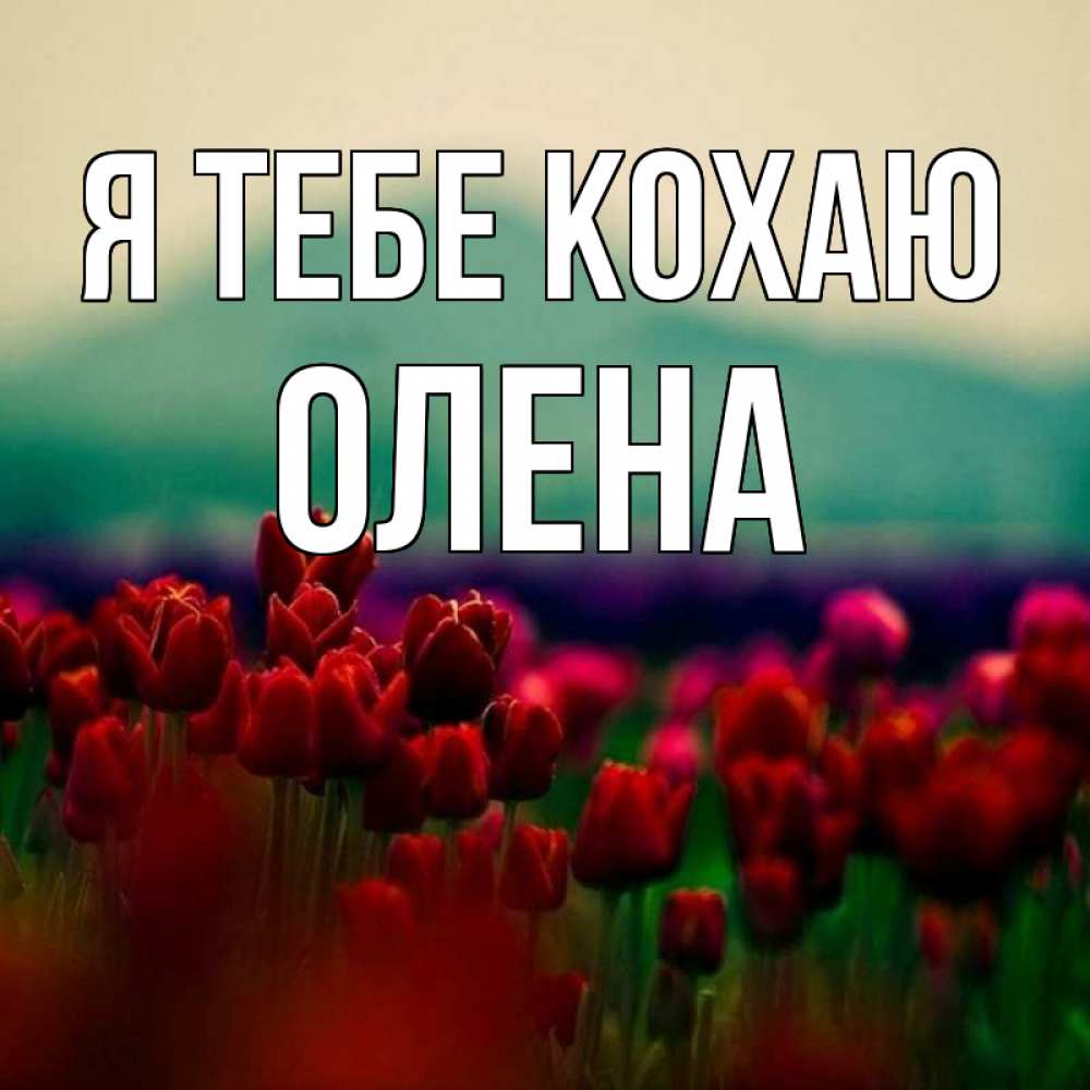 Открытка на каждый день з підписом, Олена Я тебе кохаю тюльпаны 4 Прикольна листівка з побажанням онлайн скачати безкоштовно 