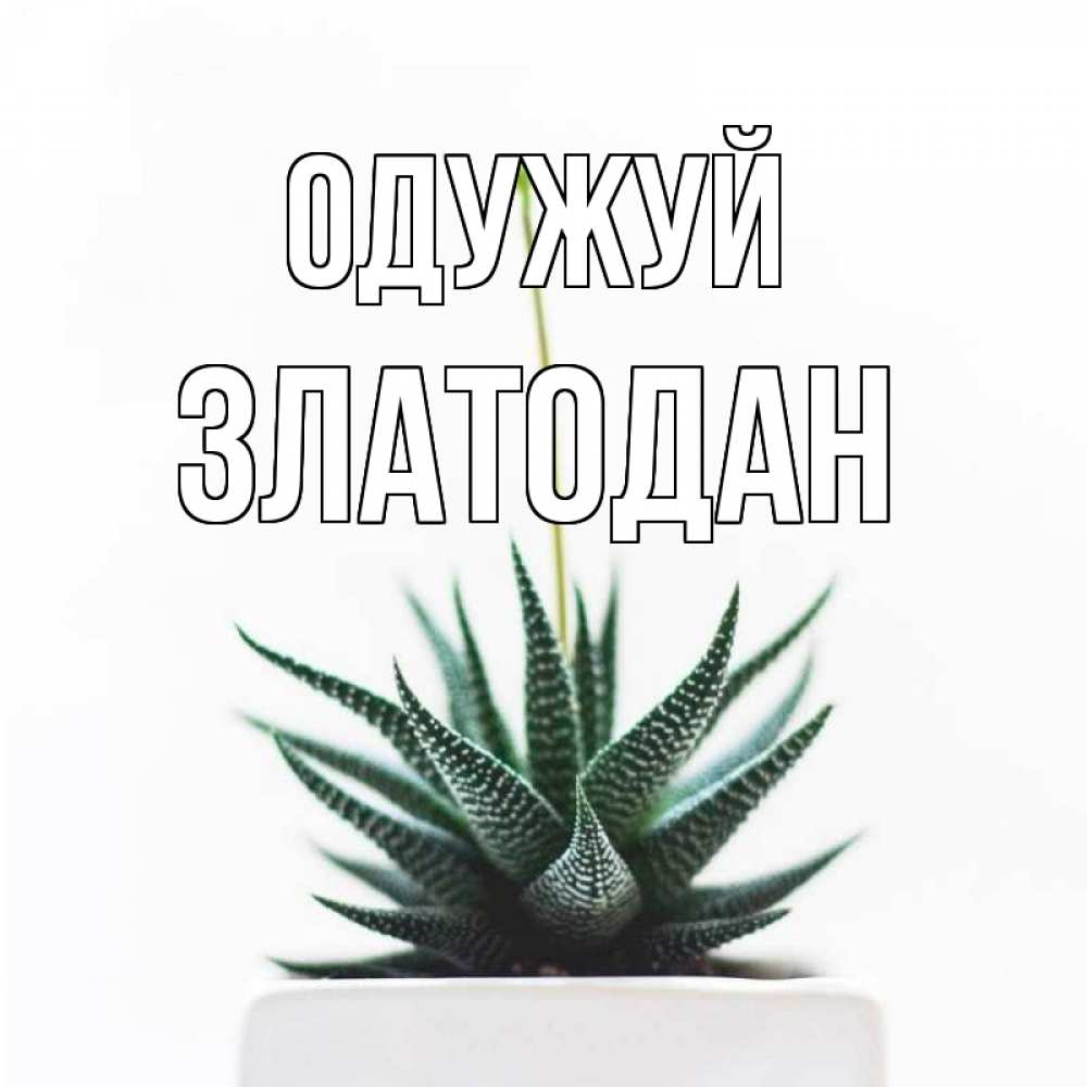 Открытка на каждый день з підписом, Златодан Одужуй короче это непонятная колючка Прикольна листівка з побажанням онлайн скачати безкоштовно 