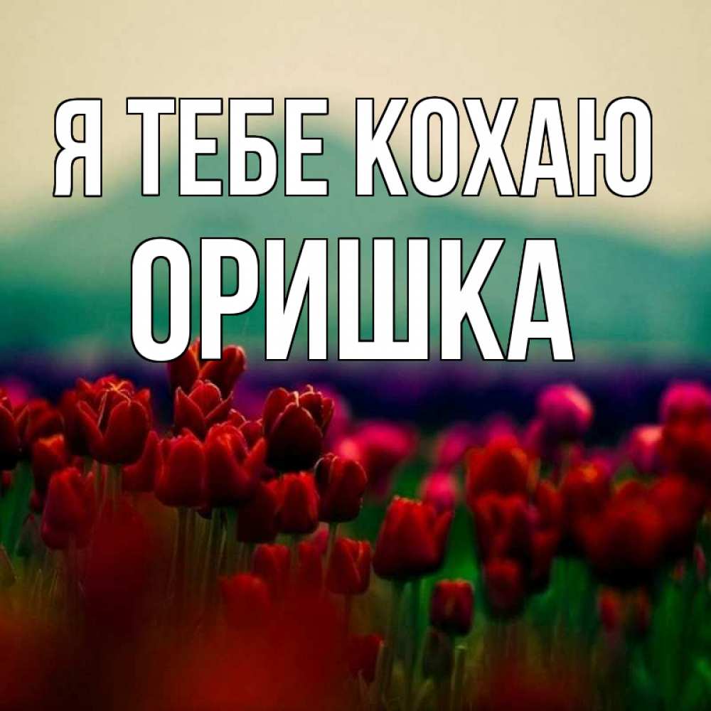 Открытка на каждый день з підписом, Оришка Я тебе кохаю тюльпаны 4 Прикольна листівка з побажанням онлайн скачати безкоштовно 