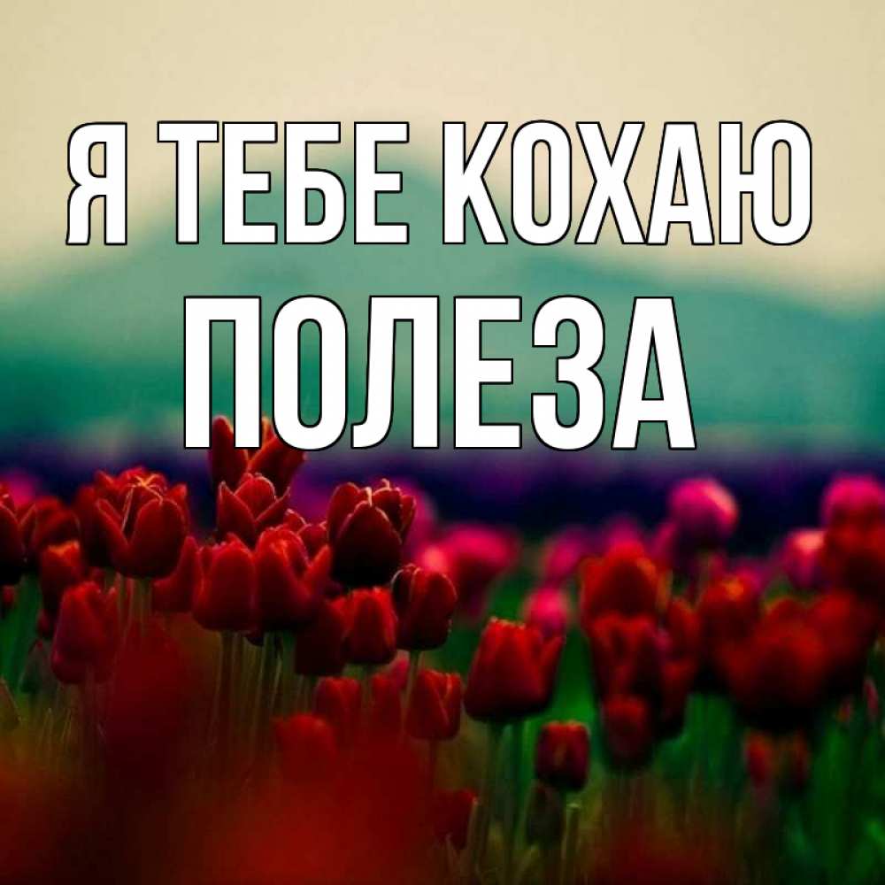Открытка на каждый день з підписом, Полеза Я тебе кохаю тюльпаны 4 Прикольна листівка з побажанням онлайн скачати безкоштовно 