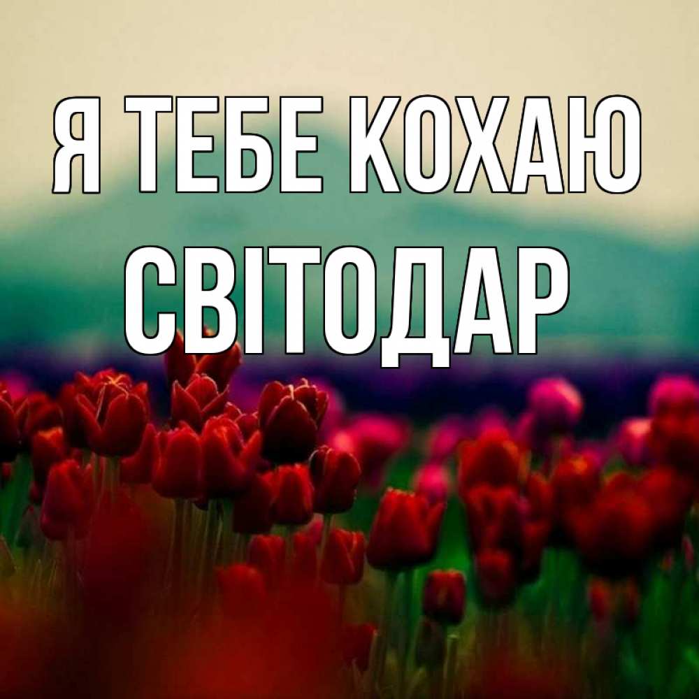 Открытка на каждый день з підписом, Світодар Я тебе кохаю тюльпаны 4 Прикольна листівка з побажанням онлайн скачати безкоштовно 