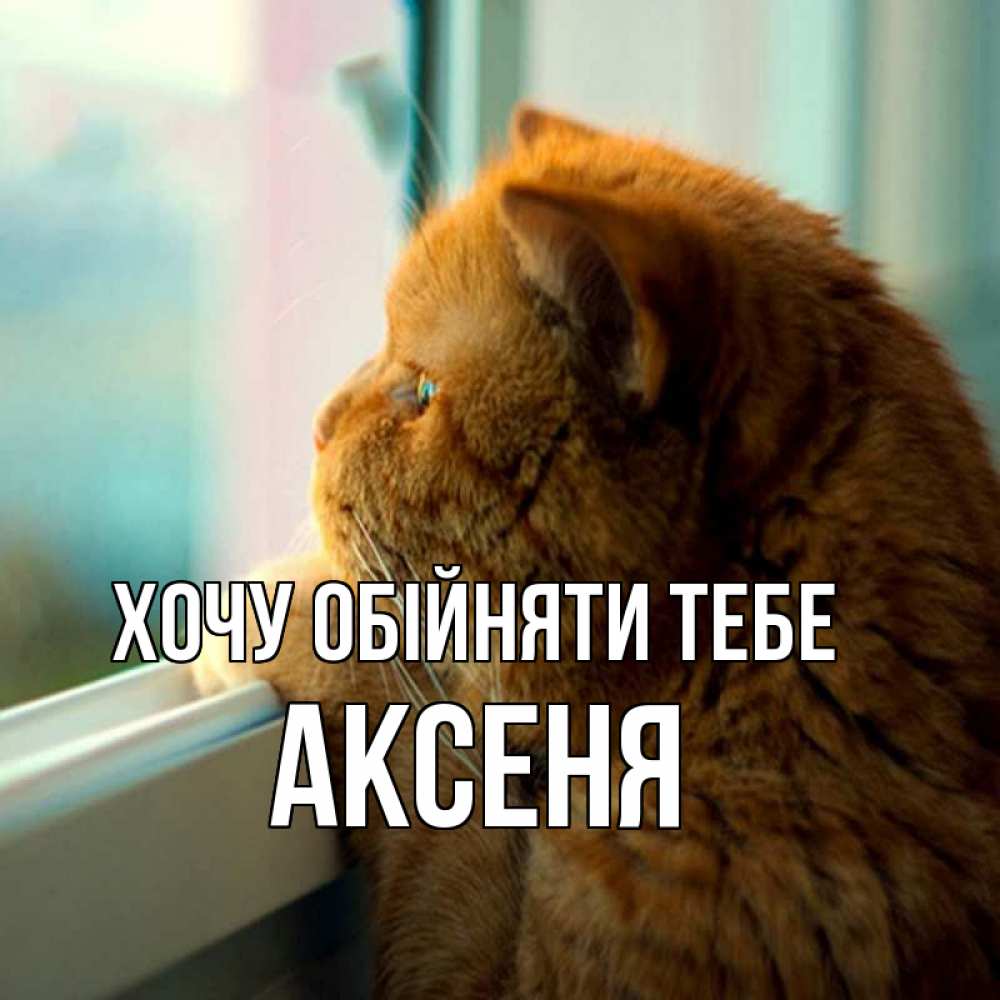 Открытка на каждый день з підписом, Аксеня Хочу обійняти тебе большой огромный рыжий котяра Прикольна листівка з побажанням онлайн скачати безкоштовно 