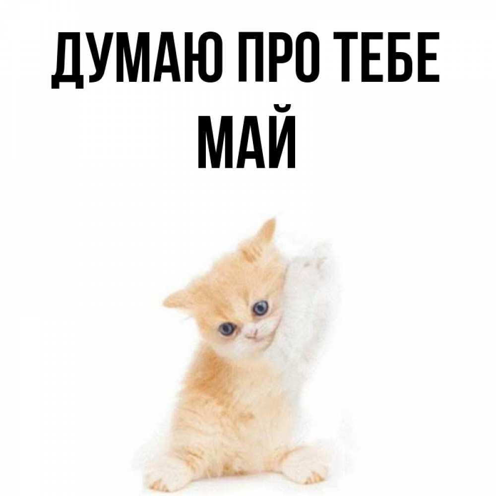 Открытка на каждый день з підписом, Май Думаю про тебе зверушки и милота Прикольна листівка з побажанням онлайн скачати безкоштовно 