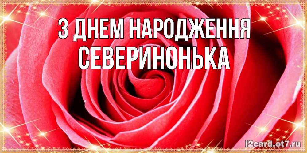 Открытка на каждый день з підписом, Северинонька З Днем народження розовая роза очень крупный бутон Прикольна листівка з побажанням онлайн скачати безкоштовно 