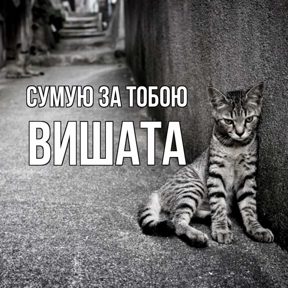 Открытка на каждый день з підписом, Вишата Сумую за тобою одиноко котику Прикольна листівка з побажанням онлайн скачати безкоштовно 