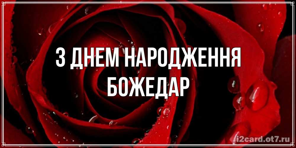 Открытка на каждый день з підписом, Божедар З Днем народження крупная бордовая роза Прикольна листівка з побажанням онлайн скачати безкоштовно 