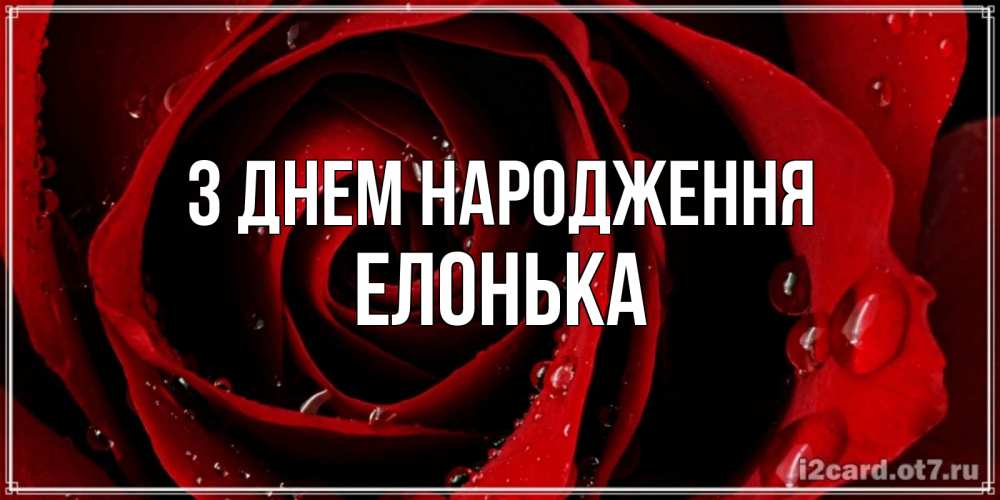 Открытка на каждый день з підписом, Елонька З Днем народження крупная бордовая роза Прикольна листівка з побажанням онлайн скачати безкоштовно 