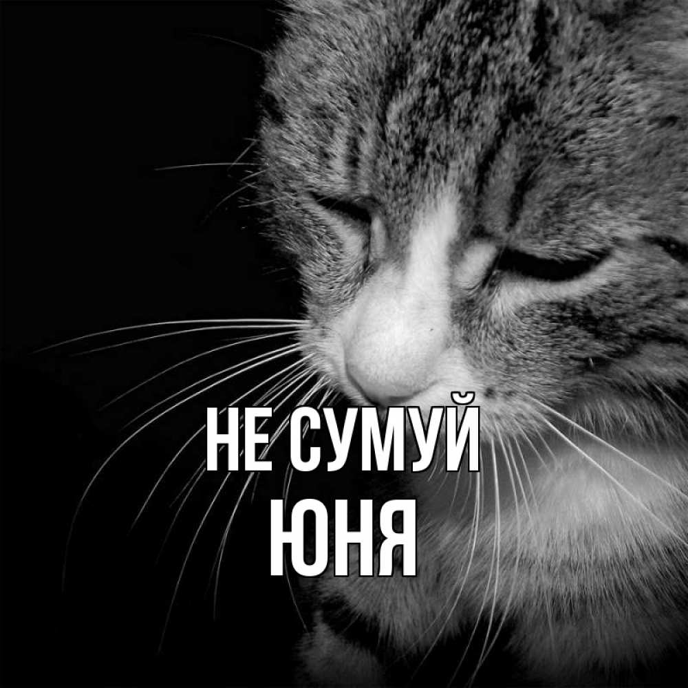 Открытка на каждый день з підписом, Юня Не сумуй грустный котик Прикольна листівка з побажанням онлайн скачати безкоштовно 