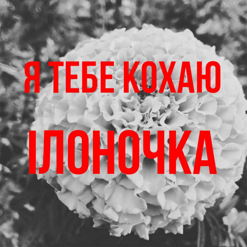 Открытка на каждый день з підписом, Ілоночка Я тебе кохаю подпись Прикольна листівка з побажанням онлайн скачати безкоштовно 