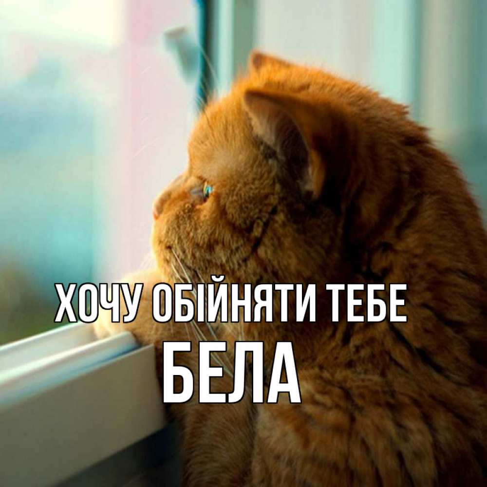 Открытка на каждый день з підписом, Бела Хочу обійняти тебе большой огромный рыжий котяра Прикольна листівка з побажанням онлайн скачати безкоштовно 