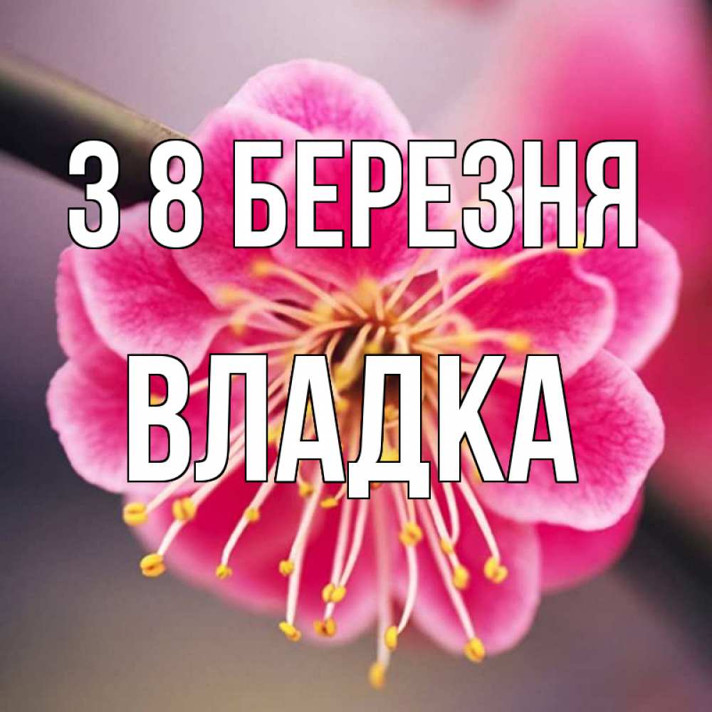 Открытка на каждый день з підписом, Владка З 8 БЕРЕЗНЯ цветы Прикольна листівка з побажанням онлайн скачати безкоштовно 