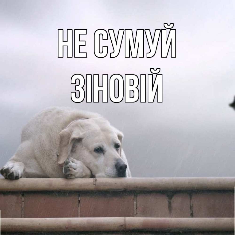 Открытка на каждый день з підписом, Зіновій Не сумуй белый пес 1 Прикольна листівка з побажанням онлайн скачати безкоштовно 