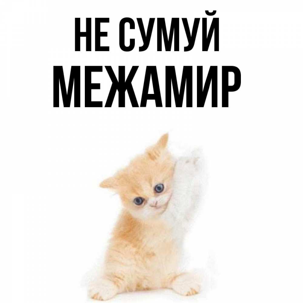 Открытка на каждый день з підписом, Межамир Не сумуй просящий кот Прикольна листівка з побажанням онлайн скачати безкоштовно 