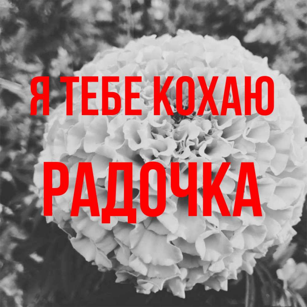 Открытка на каждый день з підписом, Радочка Я тебе кохаю подпись Прикольна листівка з побажанням онлайн скачати безкоштовно 