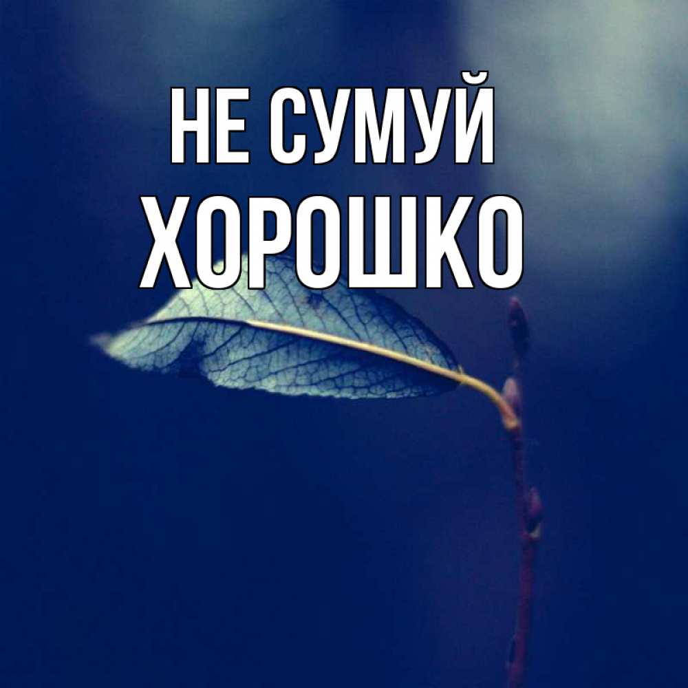 Открытка на каждый день з підписом, Хорошко Не сумуй растение Прикольна листівка з побажанням онлайн скачати безкоштовно 