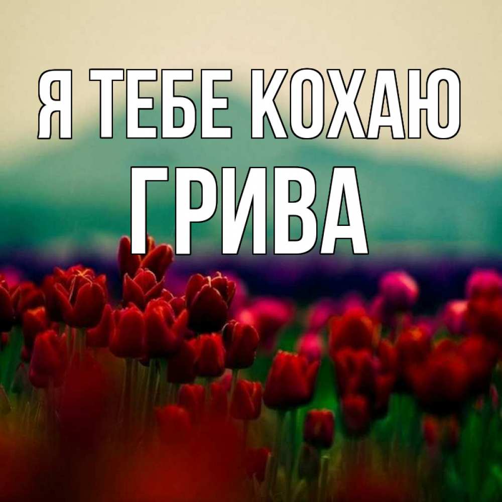 Открытка на каждый день з підписом, Грива Я тебе кохаю тюльпаны 4 Прикольна листівка з побажанням онлайн скачати безкоштовно 