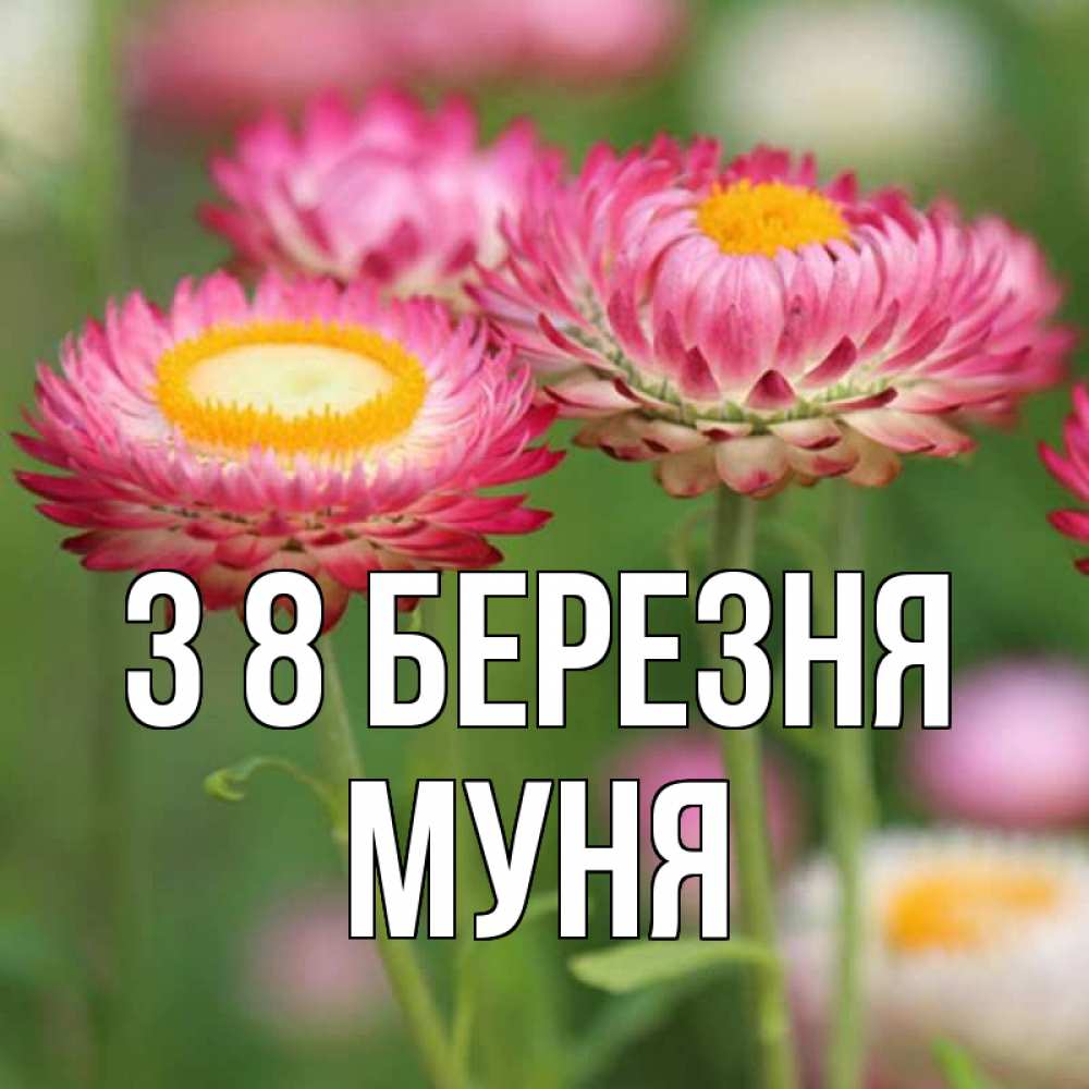 Открытка на каждый день з підписом, Муня З 8 БЕРЕЗНЯ подарок на международный женский день Прикольна листівка з побажанням онлайн скачати безкоштовно 