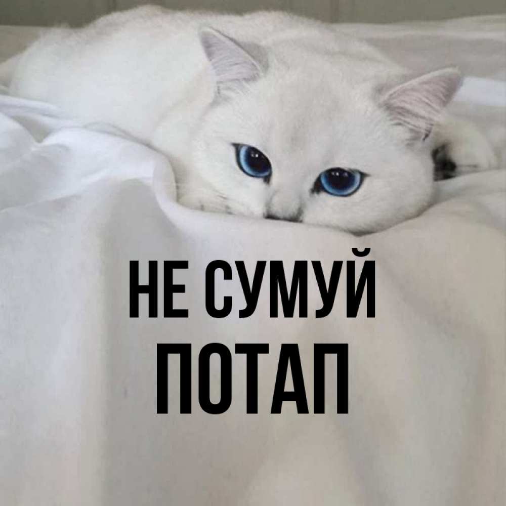 Открытка на каждый день з підписом, Потап Не сумуй Голубоглазая кошка Прикольна листівка з побажанням онлайн скачати безкоштовно 