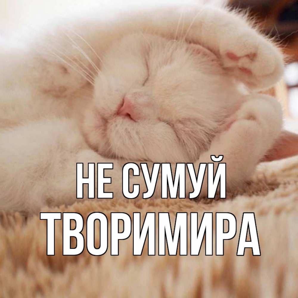 Открытка на каждый день з підписом, Творимира Не сумуй белый кот Прикольна листівка з побажанням онлайн скачати безкоштовно 