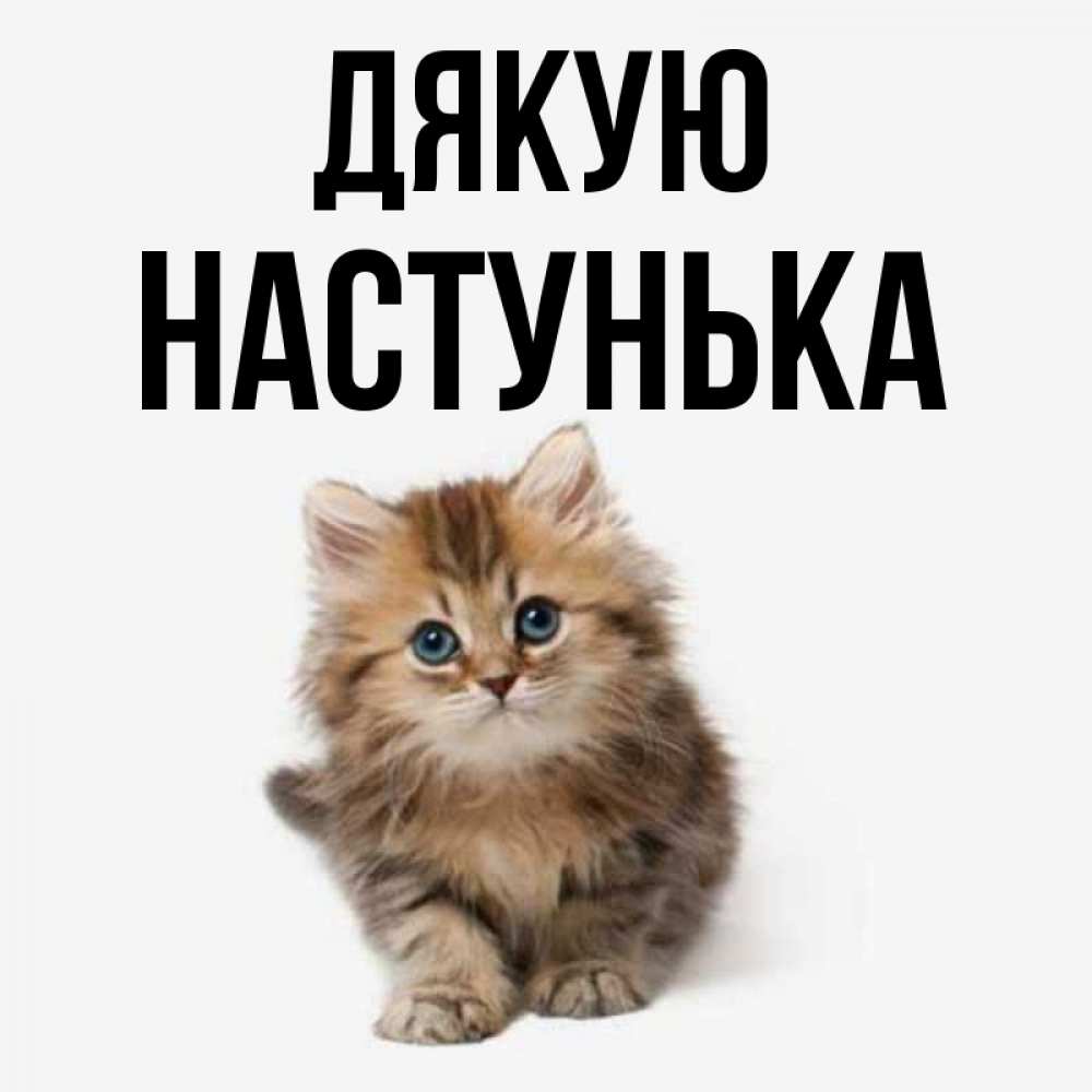 Открытка на каждый день з підписом, Настунька Дякую пушистый котик Прикольна листівка з побажанням онлайн скачати безкоштовно 