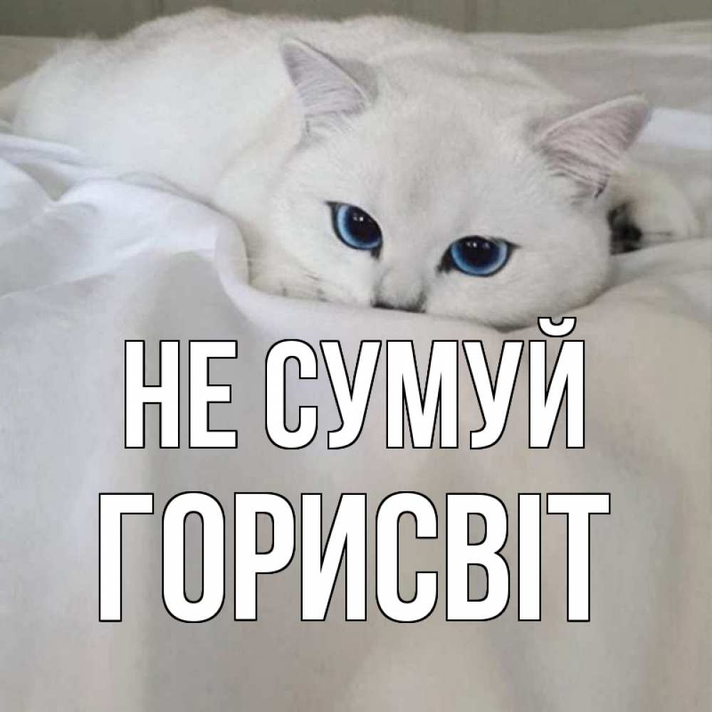 Открытка на каждый день з підписом, Горисвіт Не сумуй белый кот с голубыми глазами на белоснежной кровати Прикольна листівка з побажанням онлайн скачати безкоштовно 