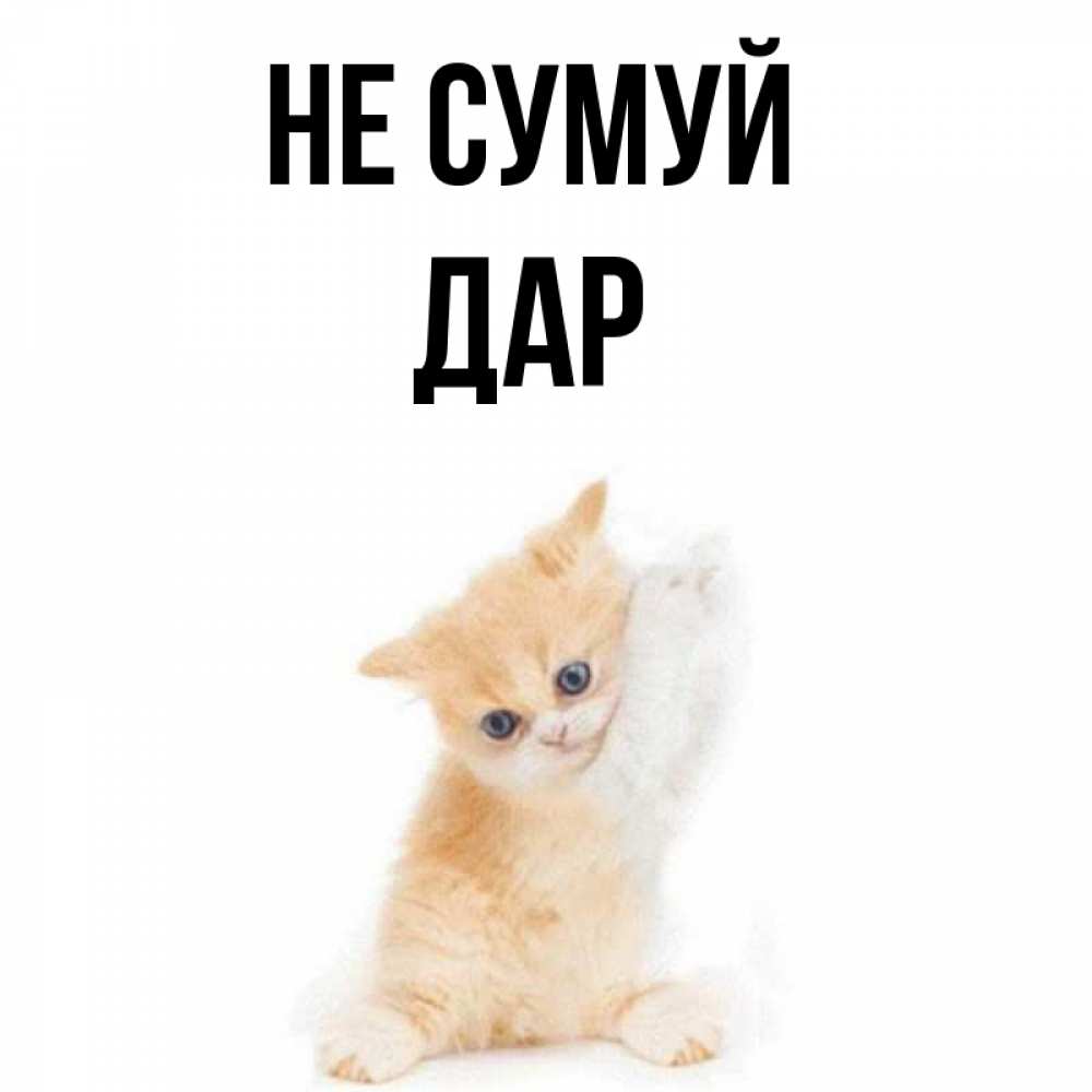 Открытка на каждый день з підписом, Дар Не сумуй просящий кот Прикольна листівка з побажанням онлайн скачати безкоштовно 