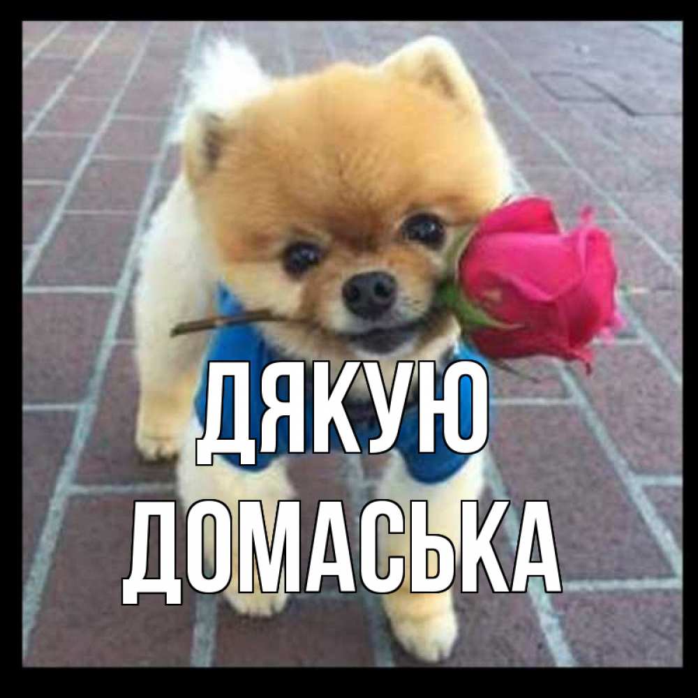 Открытка на каждый день з підписом, Домаська Дякую спасибо и дарю тебе цветок Прикольна листівка з побажанням онлайн скачати безкоштовно 