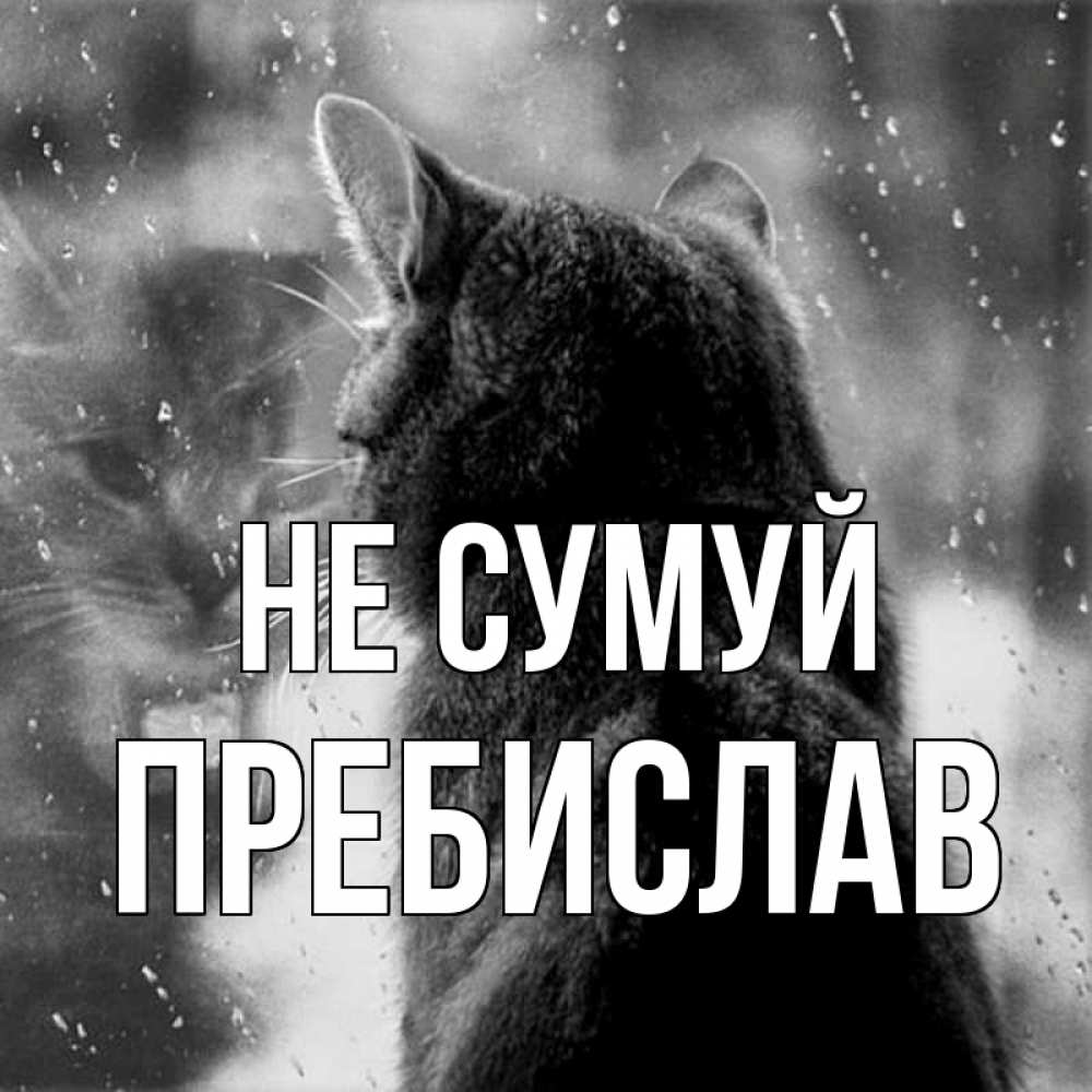 Открытка на каждый день з підписом, Пребислав Не сумуй отражение кота 1 Прикольна листівка з побажанням онлайн скачати безкоштовно 