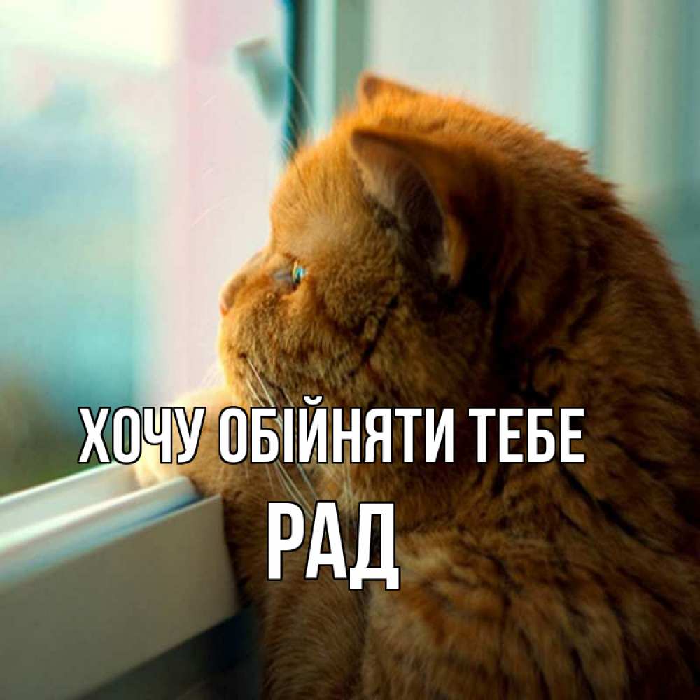 Открытка на каждый день з підписом, Рад Хочу обійняти тебе большой огромный рыжий котяра Прикольна листівка з побажанням онлайн скачати безкоштовно 