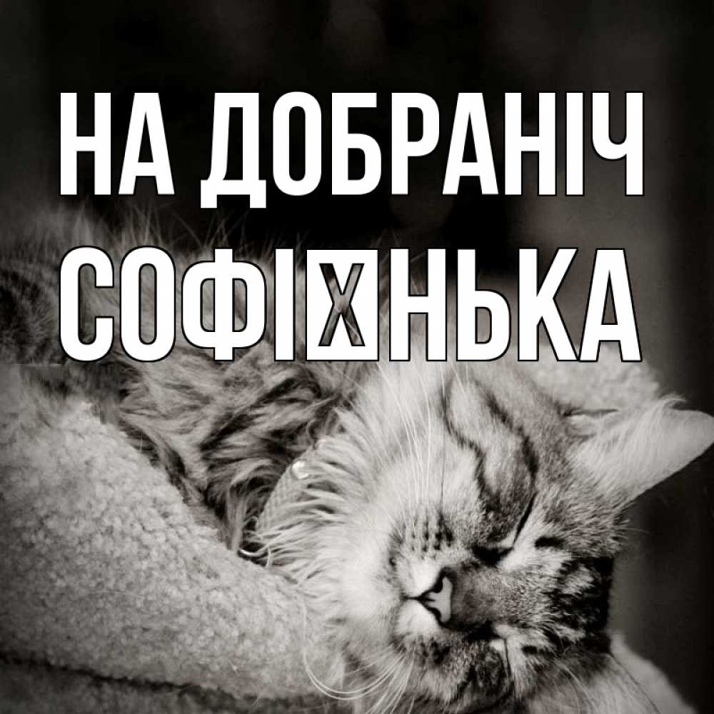 Открытка на каждый день з підписом, Софієнька На добраніч котярик пушистый Прикольна листівка з побажанням онлайн скачати безкоштовно 