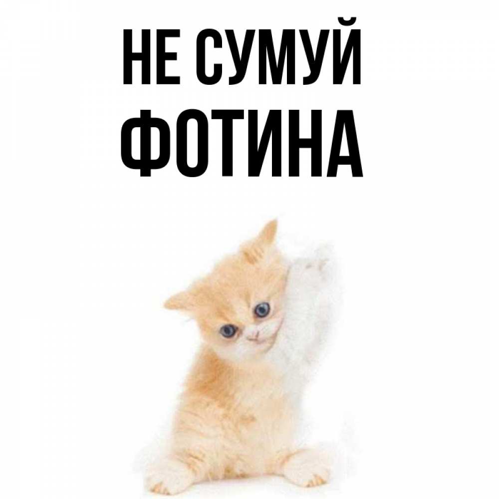 Открытка на каждый день з підписом, Фотина Не сумуй просящий кот Прикольна листівка з побажанням онлайн скачати безкоштовно 