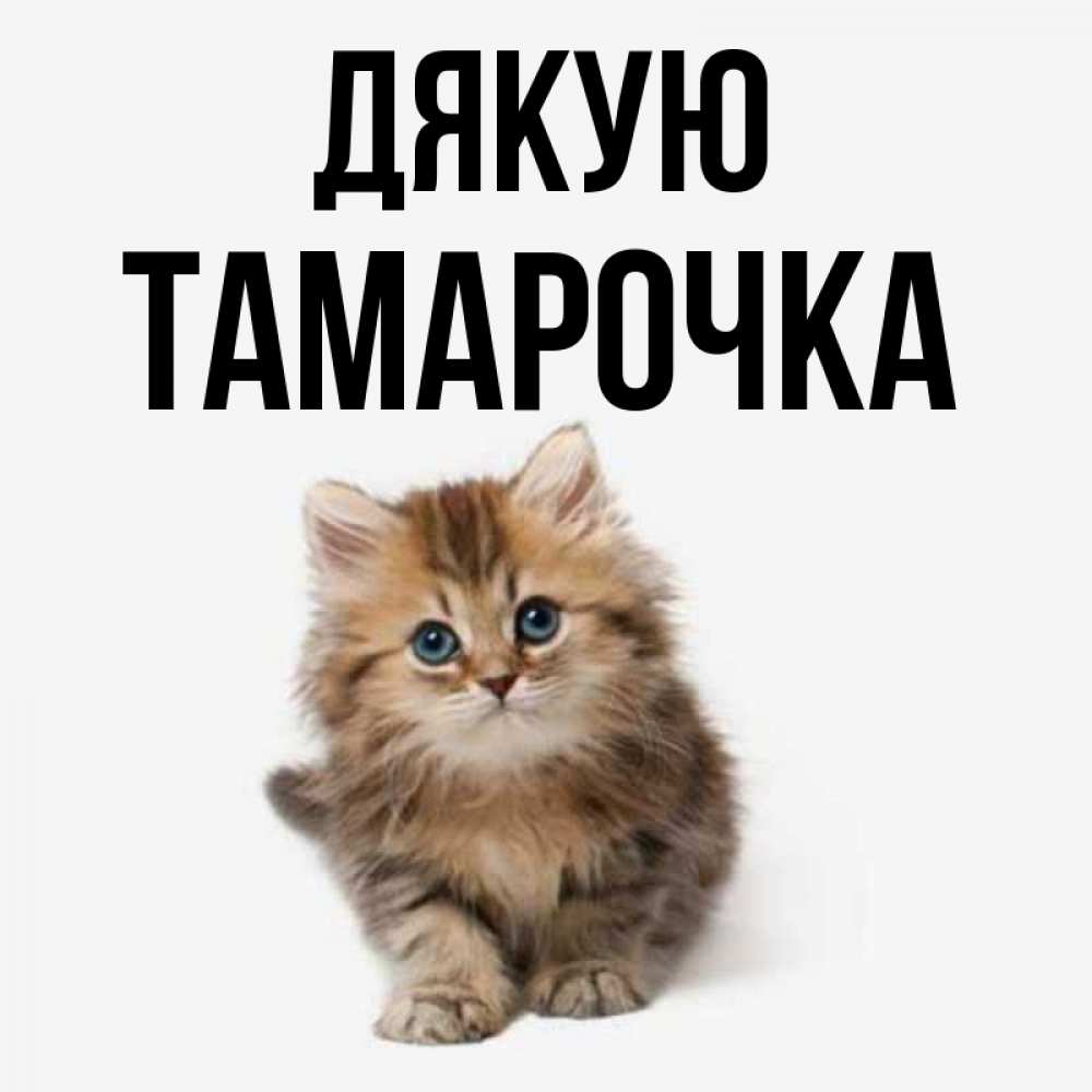 Открытка на каждый день з підписом, Тамарочка Дякую пушистый котик Прикольна листівка з побажанням онлайн скачати безкоштовно 