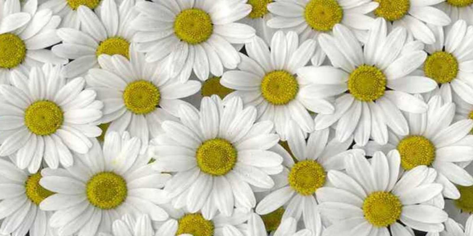 Открытка много ромашек и пожелание хорошего дня поляна ромашек Гарного настрою 