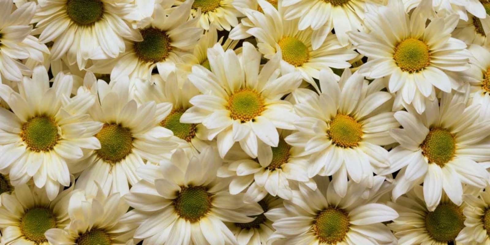 Открытка красивые цветы крупные ромашки крупные ромашки Гарного настрою 