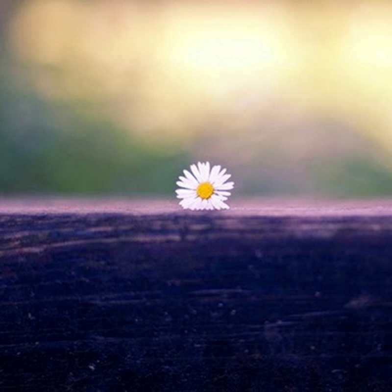 Открытка ромашка  красота  Не сумуй 