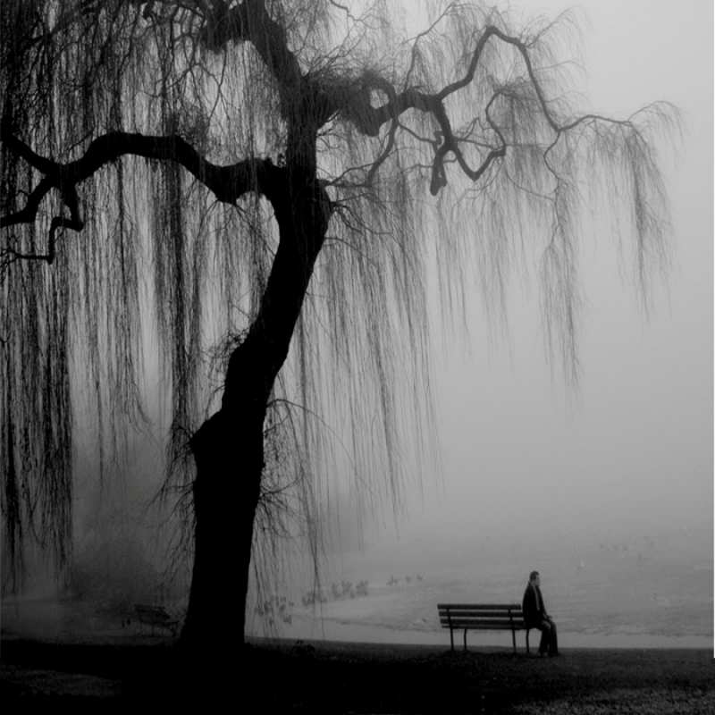 Открытка дерево плакучими ветками  висящие ветки дерева и лавочка под деревом  Не сумуй 