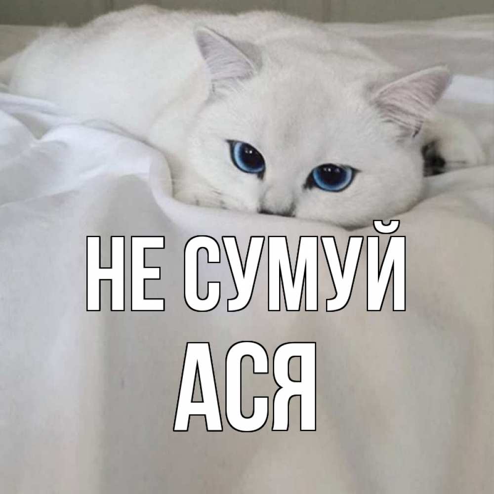 Открытка на каждый день з підписом, Ася Не сумуй белый кот с голубыми глазами на белоснежной кровати Прикольна листівка з побажанням онлайн скачати безкоштовно 