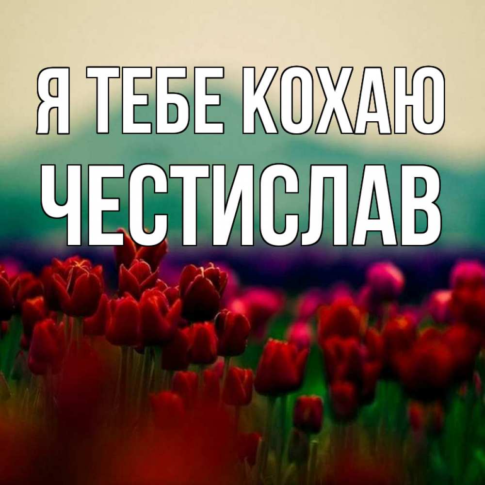 Открытка на каждый день з підписом, Честислав Я тебе кохаю тюльпаны 4 Прикольна листівка з побажанням онлайн скачати безкоштовно 