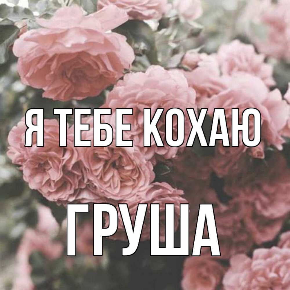 Открытка на каждый день з підписом, Груша Я тебе кохаю розы 3 Прикольна листівка з побажанням онлайн скачати безкоштовно 