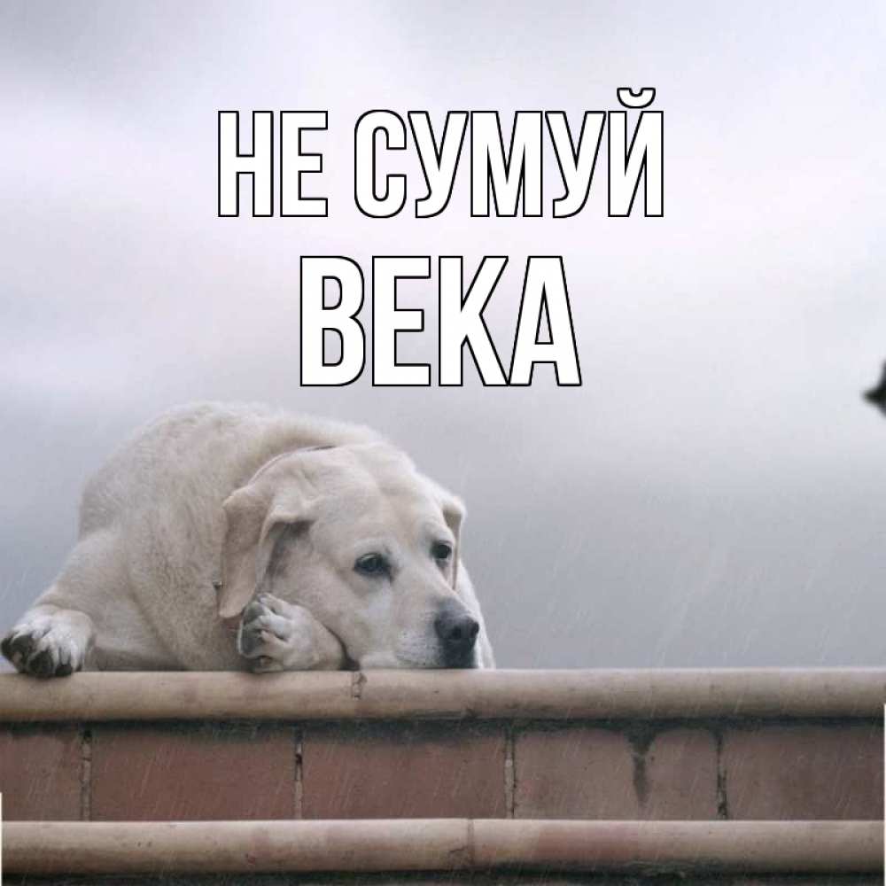 Открытка на каждый день з підписом, Века Не сумуй белый пес 1 Прикольна листівка з побажанням онлайн скачати безкоштовно 