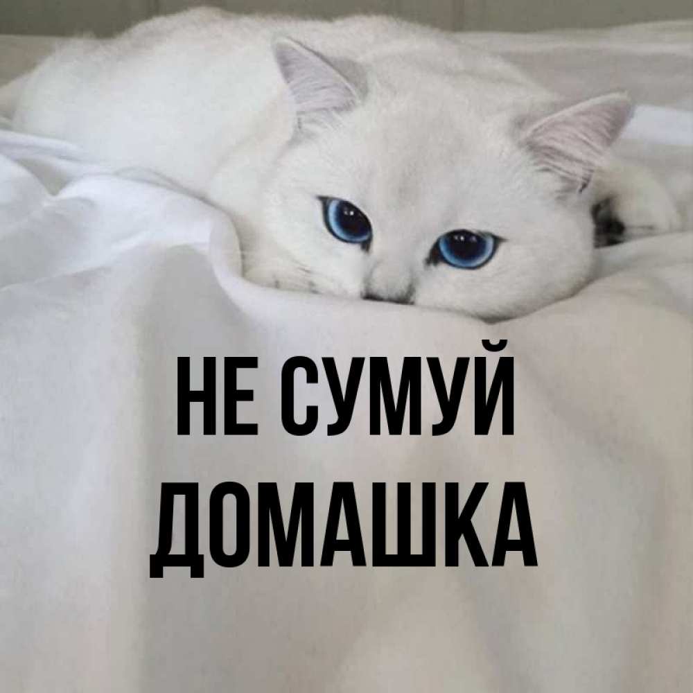 Открытка на каждый день з підписом, Домашка Не сумуй Голубоглазая кошка Прикольна листівка з побажанням онлайн скачати безкоштовно 