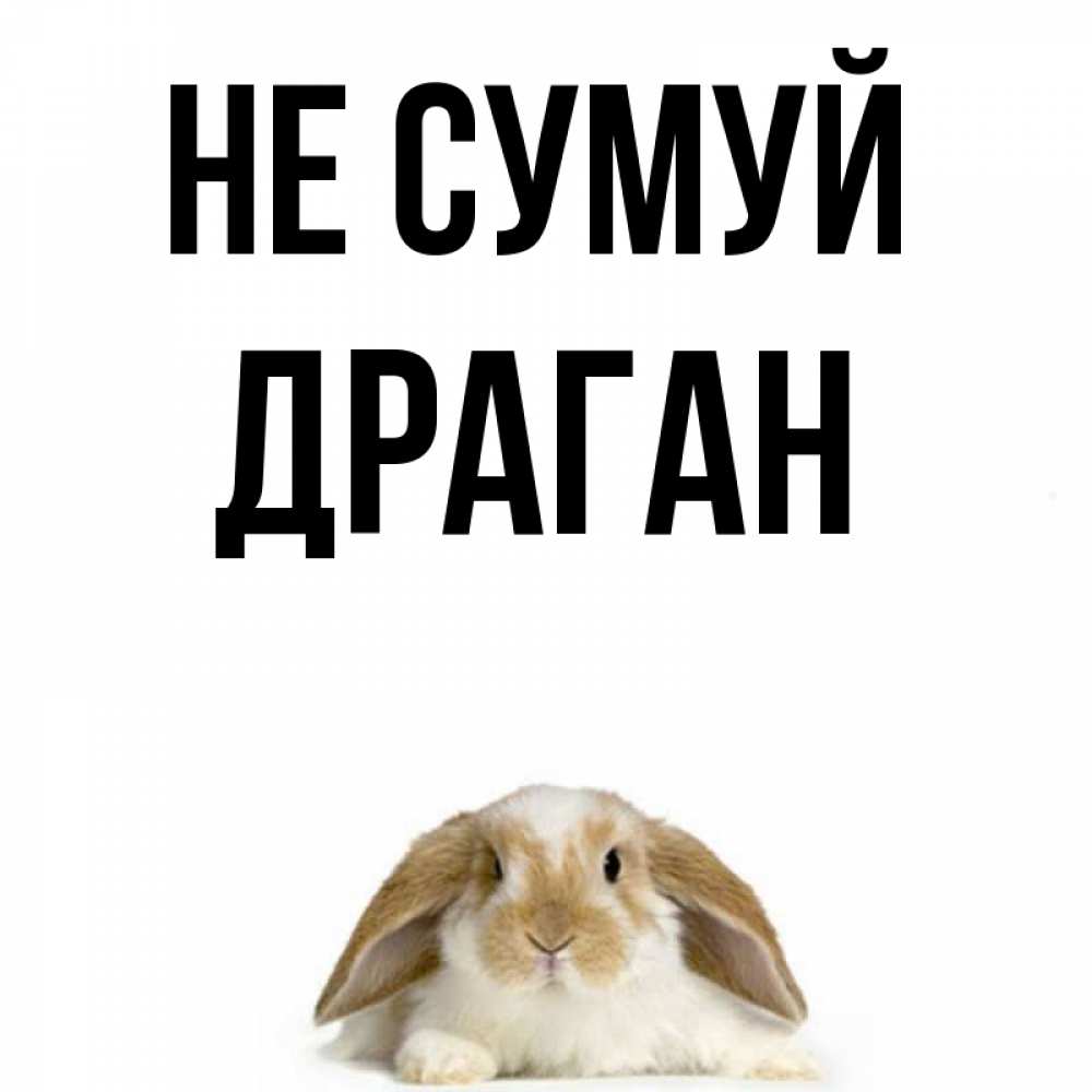 Открытка на каждый день з підписом, Драган Не сумуй коричнево белый заяц с большими ушками Прикольна листівка з побажанням онлайн скачати безкоштовно 