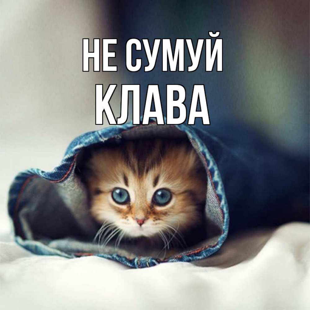 Открытка на каждый день з підписом, Клава Не сумуй кот в одежде Прикольна листівка з побажанням онлайн скачати безкоштовно 