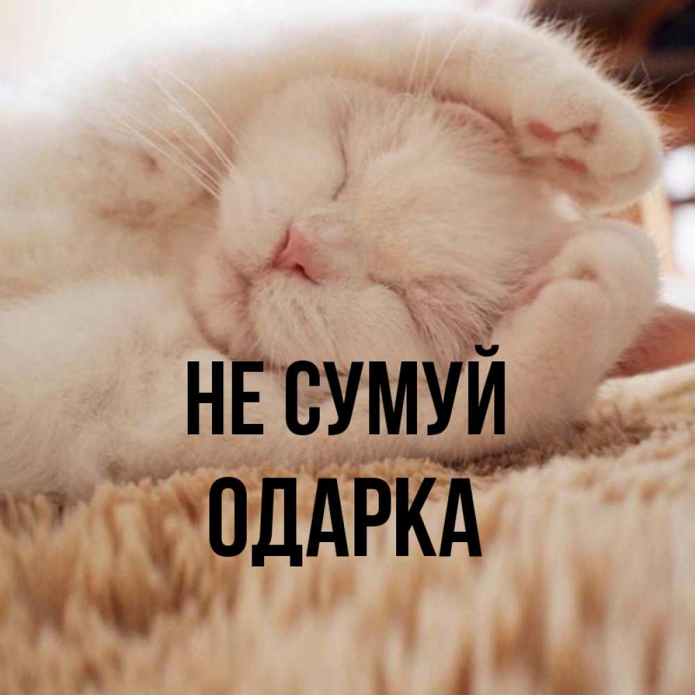 Открытка на каждый день з підписом, Одарка Не сумуй Котенок спит Прикольна листівка з побажанням онлайн скачати безкоштовно 