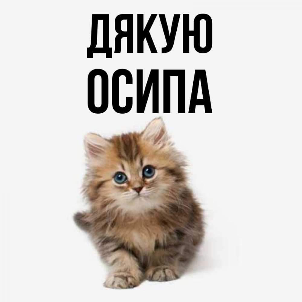 Открытка на каждый день з підписом, Осипа Дякую пушистый котик Прикольна листівка з побажанням онлайн скачати безкоштовно 